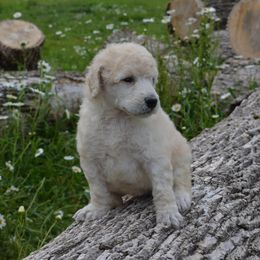 Poodle Puppies from D and D Standard Poodles