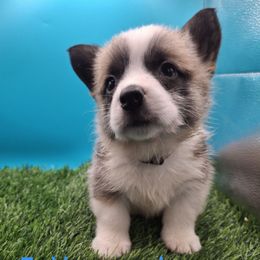 Teddy  Grey collar - Blue male Pembroke Welsh Corgi puppy in Pekin, Indiana from Beth's Pawsitivley Corgis