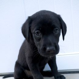 Girl 2 - Black female Labrador Retriever puppy in Disputanta, Virginia from Powells Creek Retreivers