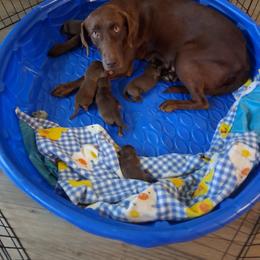 Mik - Chocolate female Labrador Retriever puppy in Sommerville, Texas from Artisan Retrievers