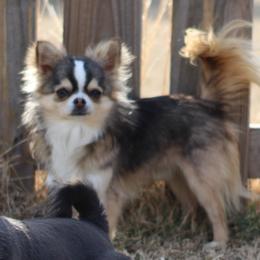 Zero - Chihuahua