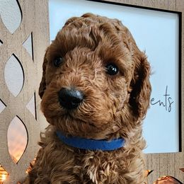 Blue Male - Red  Goldendoodle puppy in Wellford, South Carolina from 4goldendoodles