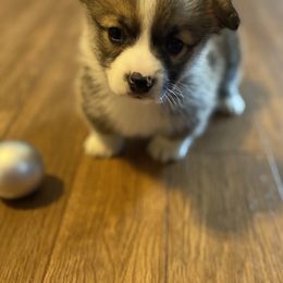 Pembroke Welsh Corgi Puppies from Gardner Corgis