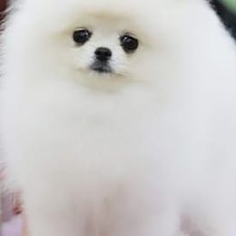 Pomeranians from ColorMe Pomeranians