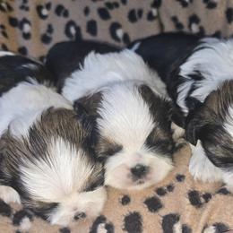 Cane Corso and Shih Tzu Puppies from Hardradas Dynasty Kennel