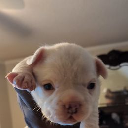 French Bulldog Puppies from FrenchKiss Frenchies