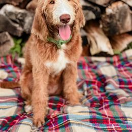 Bordoodle and Labradoodle Puppies from Howdy Doodles