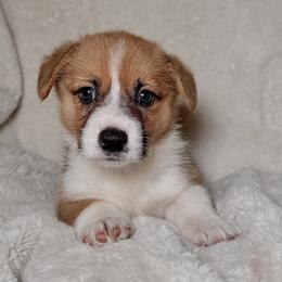 Pembroke Welsh Corgi Puppies from Sorrel Sands Corgis