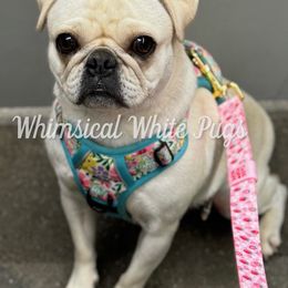 Leona - Pug