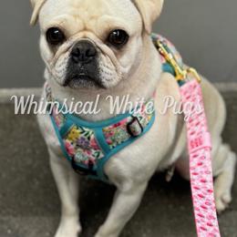 Leona - Pug