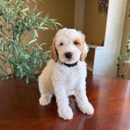 Colin - Parti male Goldendoodle puppy in Barstow, California from Golden Desert Doodles