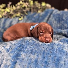 Mousse - Chocolate and tan male Dachshund puppy in Indian Trail, North Carolina from Hilda’s Teenie Weenies