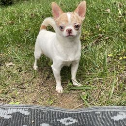 Dr Jekyll - Chihuahua