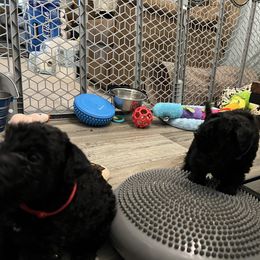 Kerry Blue Terrier Puppies from Costerra Kerry Blue Terriers