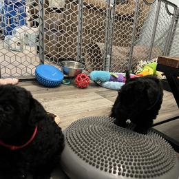 Kerry Blue Terrier Puppies from Costerra Kerry Blue Terriers