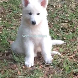 Berger Blanc Suisse and German Shepherd Puppies from Vom Hundhaus German Shepherds