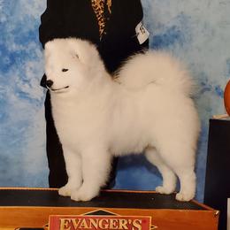 Samoyeds from Larajus Samoyeds