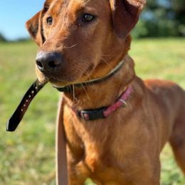 Labrador Retriever All Grown Up from Red Retrievers