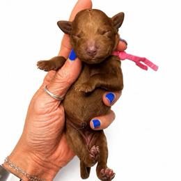 Dolly Parton - Red  female Goldendoodle puppy in Hot Springs, Arkansas from Hot Springs Kennels