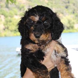 Moana - Blue merle female Aussiedoodle puppy in Upper Lake, California from Redwood Aussiedoodles