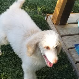 Poodle Puppies from Canine Magic Poodles