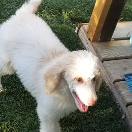 Poodle Puppies from Canine Magic Poodles