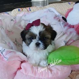 Foxy in California - Red and white female Shih Tzu puppy in Manteca, California from Beauty's Shih Tzu (California)
