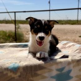 Menace - Tri-color male Border Collie puppy in Odessa, Texas from High Velocity Stockdogs