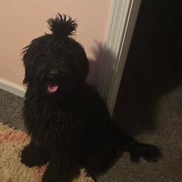 Goldendoodle puppies from Courtney Nicole's Mal Shihs & Goldendoodles
