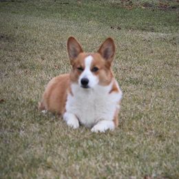 Remi - Pembroke Welsh Corgi