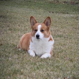 Remi - Pembroke Welsh Corgi