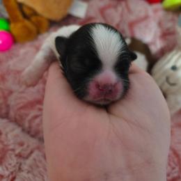 Teddy JR - Black and white male Shih Tzu puppy in Bandera, Texas from Pup Cakes