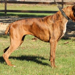 Macy - Boxer