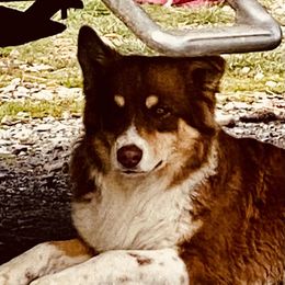 Australian Shepherds and Pomeranians from Liza’s Aussies & Poms
