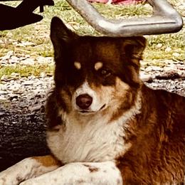 Australian Shepherds and Pomeranians from Liza’s Aussies & Poms