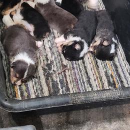American Corgi and Pembroke Welsh Corgi Puppies from Nightstreak Corgis