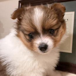 Pomeranian Puppies from ThePomPack