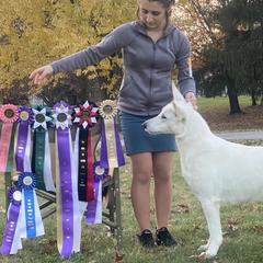 Journey - Berger Blanc Suisse