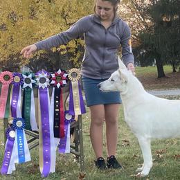 Journey - Berger Blanc Suisse