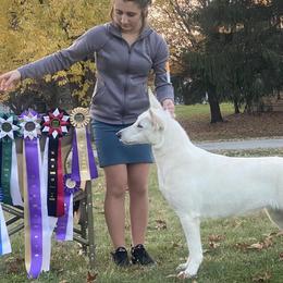 Journey - Berger Blanc Suisse