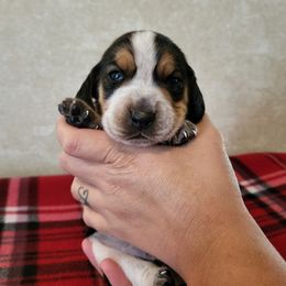 Boy 3- Blobby - Black tan and bluetick male Beagle puppy in Bell, Florida from Pridgeon Kennels