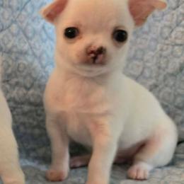 Cream Boy - Cream and white male Chihuahua puppy in Cape Coral, Florida from Inspired Chihuahuas