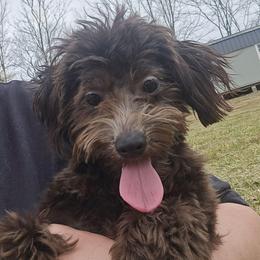 Apollo - Black male Maltipoo puppy in Lebanon, Kentucky from Mosaic Merle Doodles