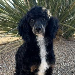 Ebony - Poodle