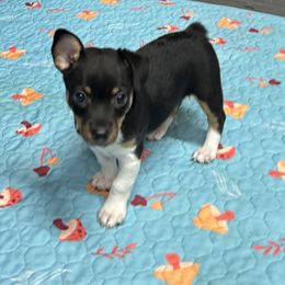 Rat Terrier Puppies from Simpson Family retrievers and Rattes