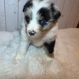 Zero - Blue merle male Australian Shepherd puppy in Vacaville, California from Cowtown Aussies