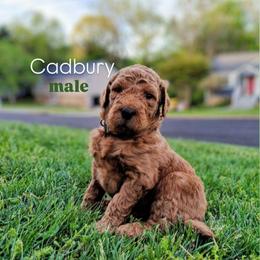 Cadbury - Red  male Goldendoodle puppy in Ringgold, Georgia from Re Family Doodles
