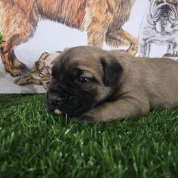 Fury - Fawn male Cane Corso puppy in St. Augustine, Florida from RG2 Cane Corsos