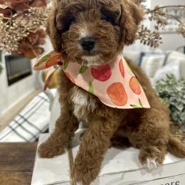 Cavapoo Puppies from Mustard Seed Cava Co.