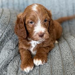 Lucy - Red  female Goldendoodle puppy in Maricopa, Arizona from AZ Designer Goldendoodles